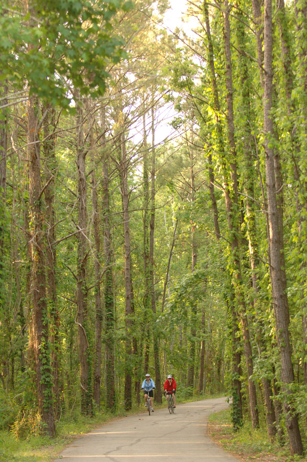 The Tammany trace.